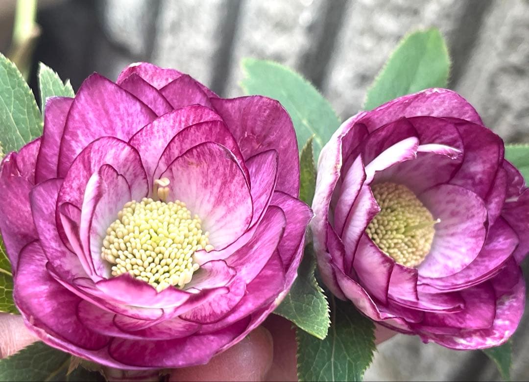 クリスマスローズ❣️144-②ddホワイトピコティ外弁グラ×dd多弁プリマヴェーラ