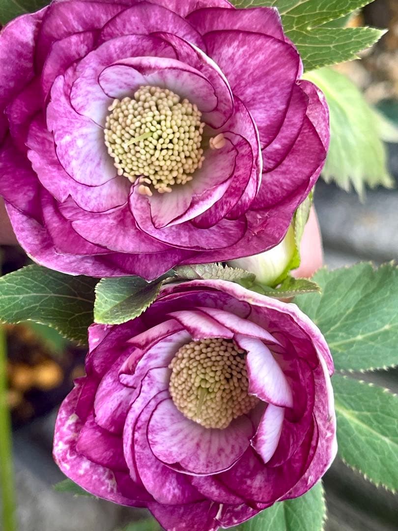 クリスマスローズ❣️144-②ddホワイトピコティ外弁グラ×dd多弁プリマヴェーラ