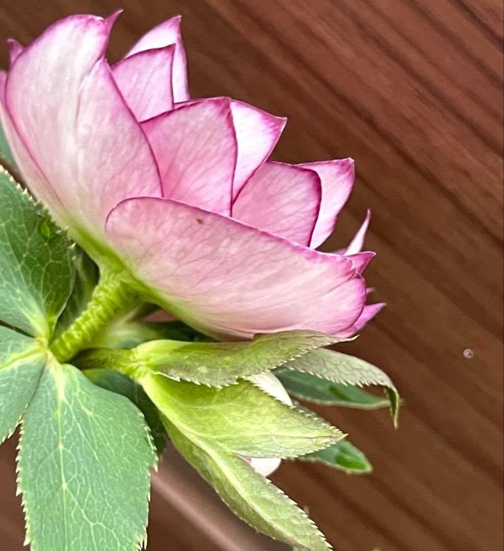 クリスマスローズ❣️144-②ddホワイトピコティ外弁グラ×dd多弁プリマヴェーラ