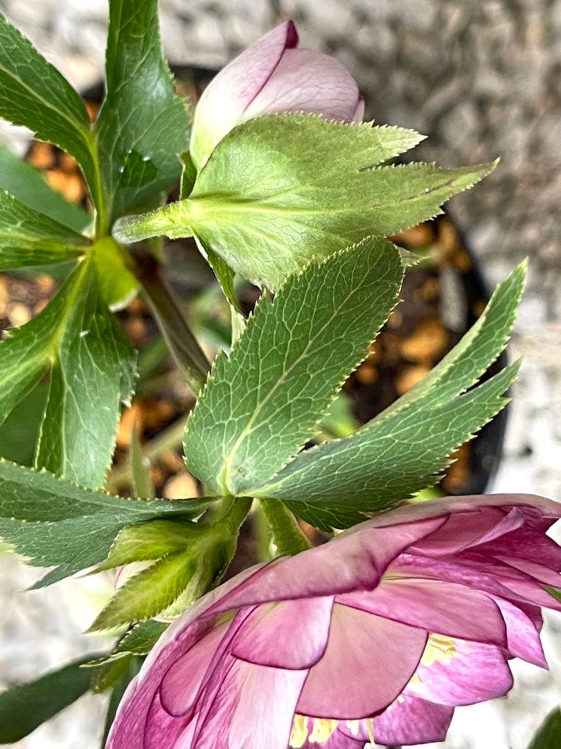 クリスマスローズ❣️144-②ddホワイトピコティ外弁グラ×dd多弁プリマヴェーラ