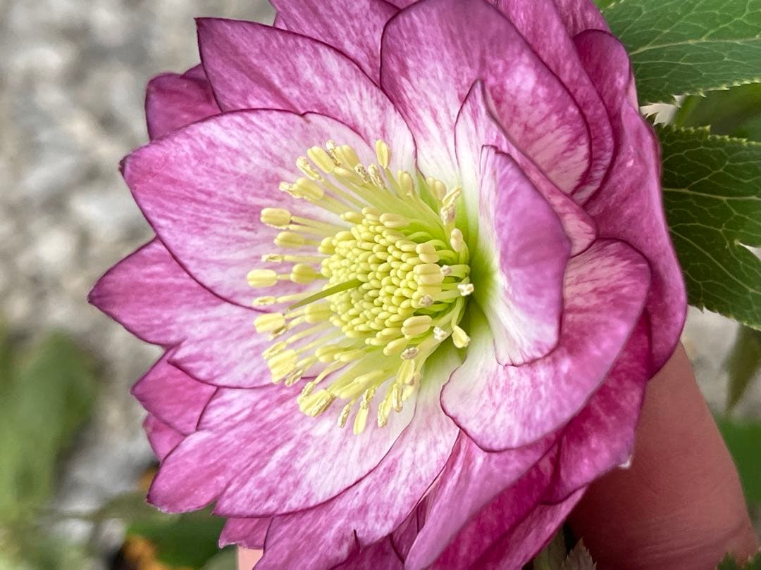 クリスマスローズ❣️144-②ddホワイトピコティ外弁グラ×dd多弁プリマヴェーラ