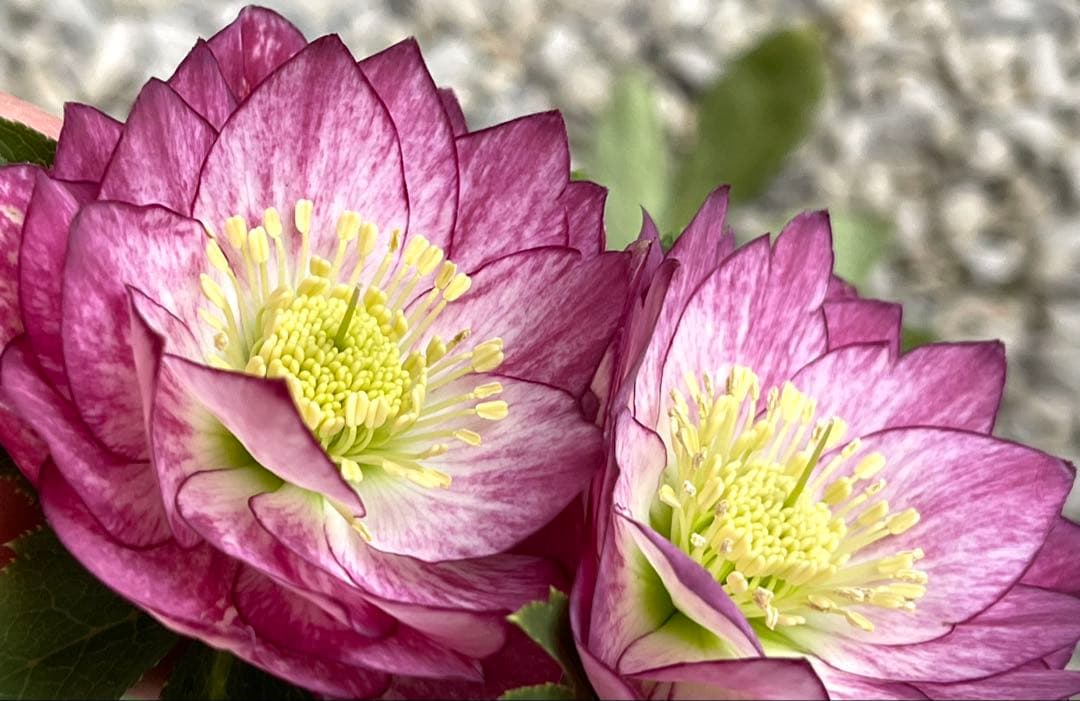 クリスマスローズ❣️144-②ddホワイトピコティ外弁グラ×dd多弁プリマヴェーラ