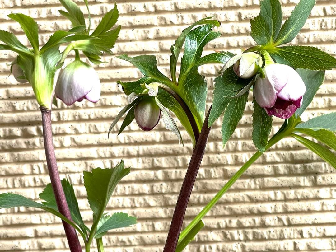 クリスマスローズ❣️144-②ddホワイトピコティ外弁グラ×dd多弁プリマヴェーラ