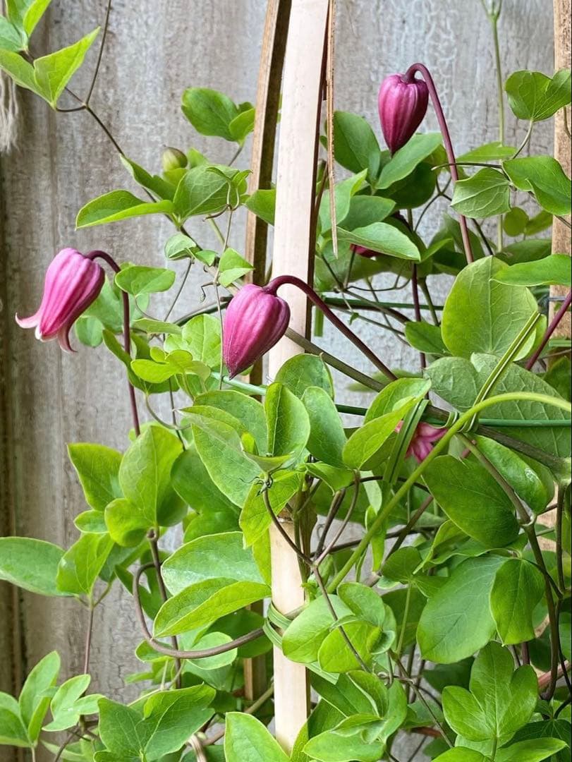 【3/6で出品終了】クレマチス 乙女 苗 竹間園芸 ベル型 壺型