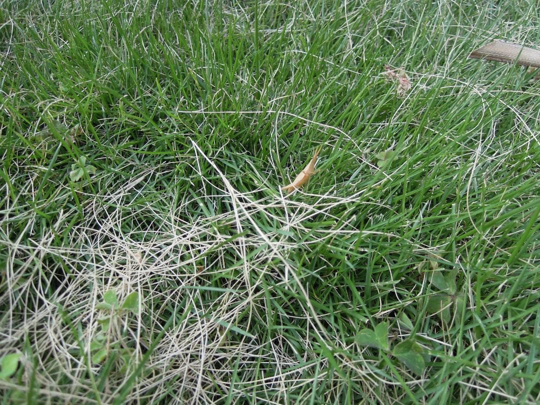 桐*ず様 Nikon コンパクトデジタルカメラ P300