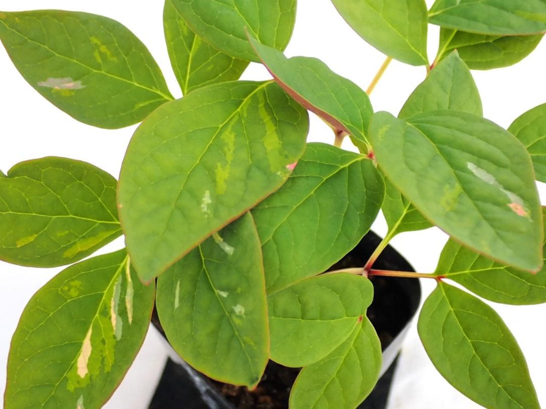 山野草　斑入り　ヤマシャクヤク　白三光斑　”黄聖錦”