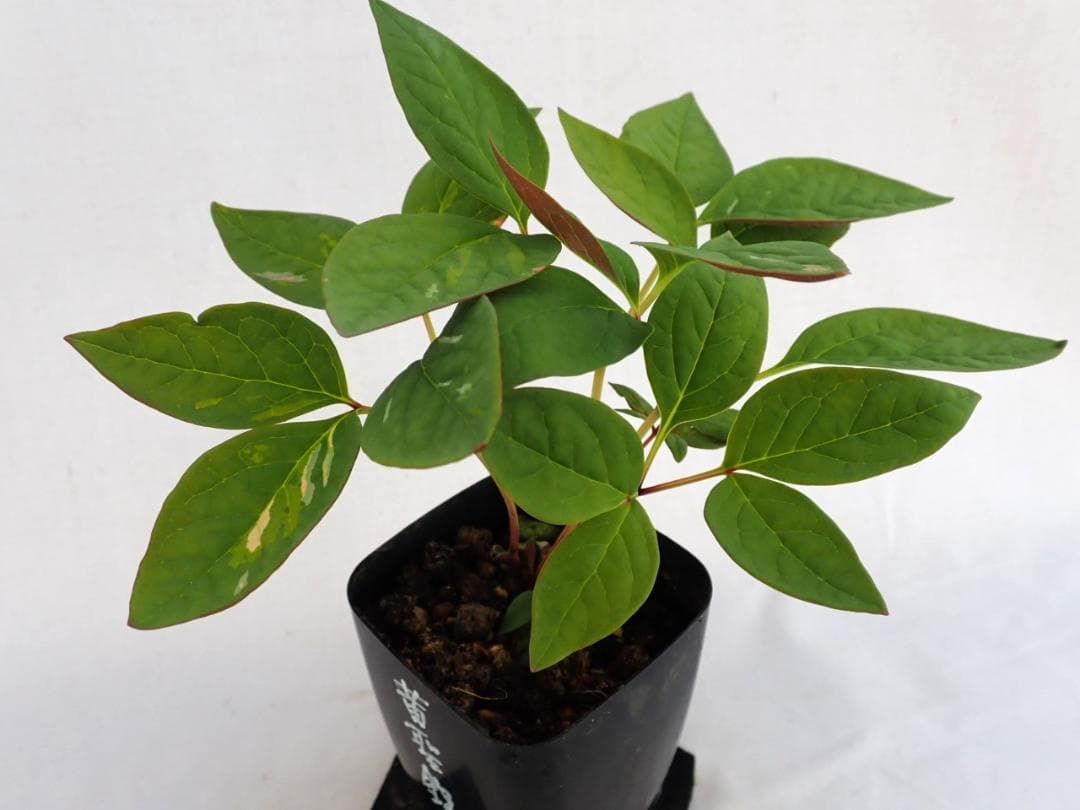 山野草　斑入り　ヤマシャクヤク　白三光斑　”黄聖錦”