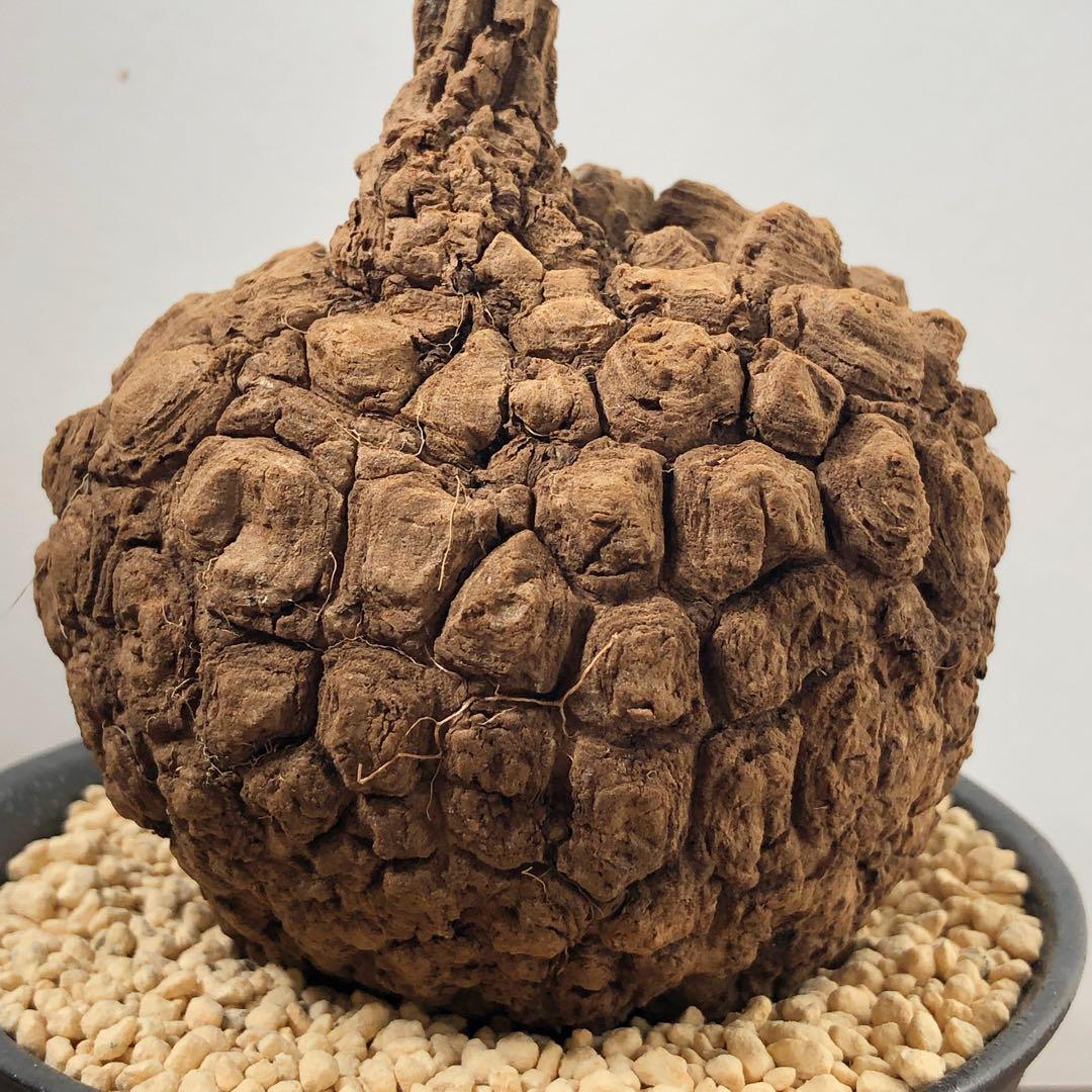 美株•レア　ステファニア スベローサ　塊根植物