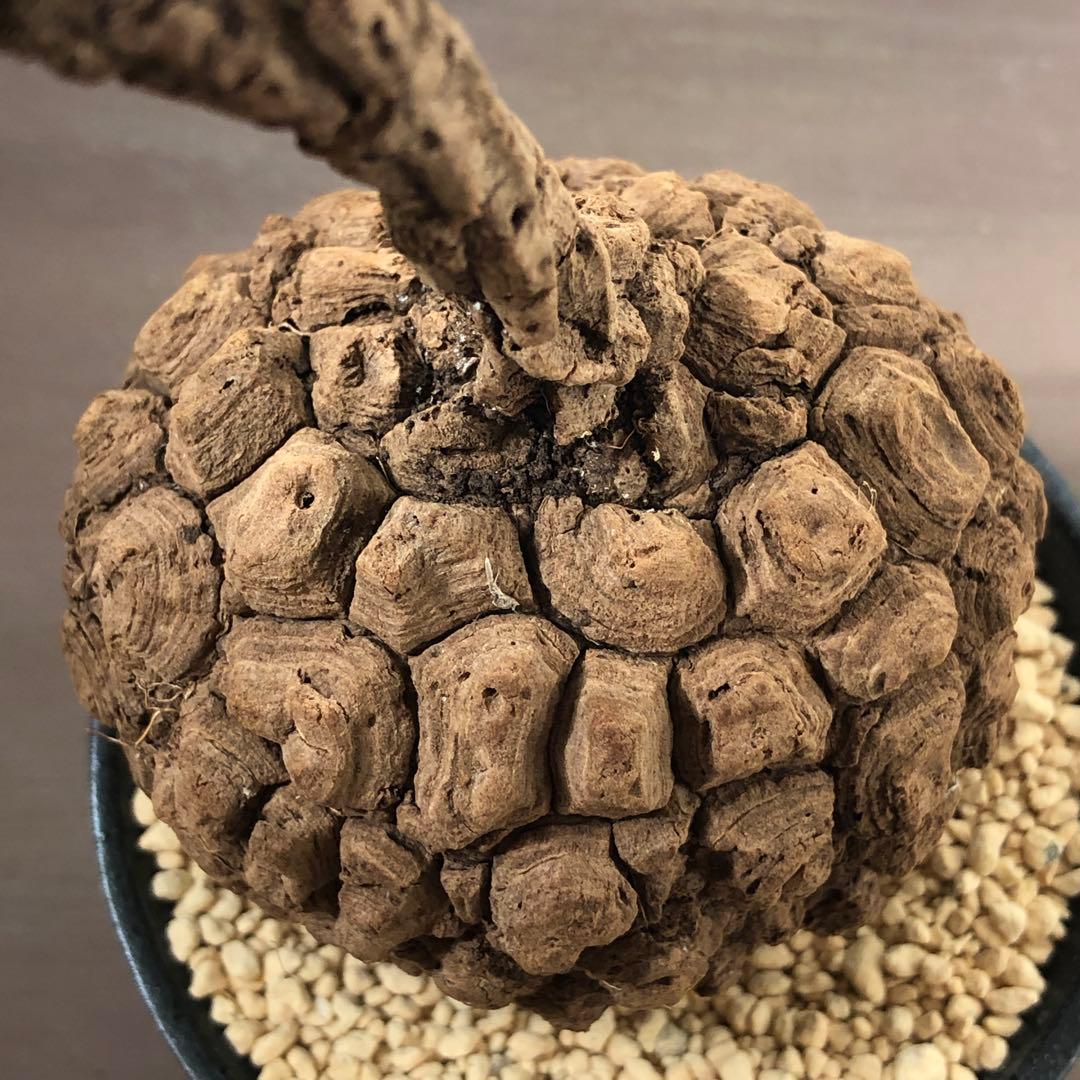 美株•レア　ステファニア スベローサ　塊根植物