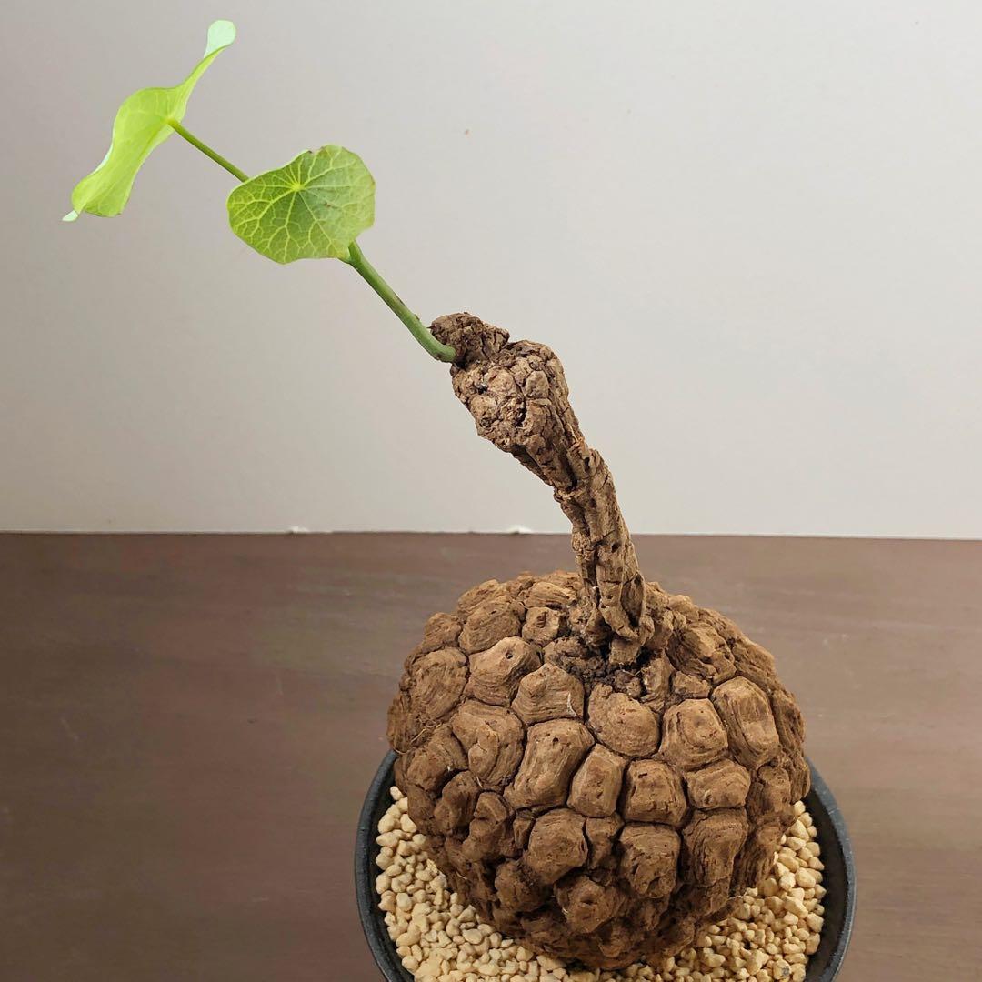 美株•レア　ステファニア スベローサ　塊根植物