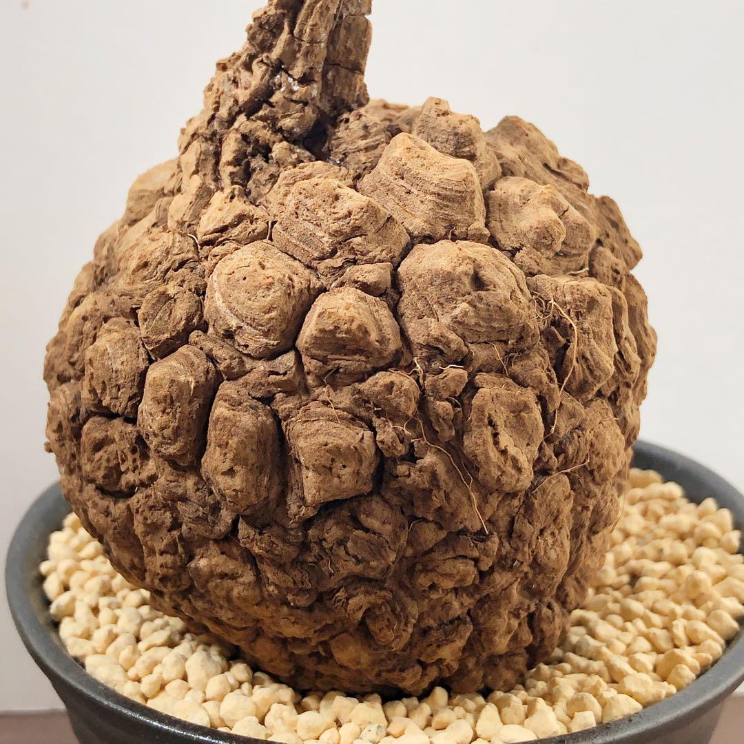 美株•レア　ステファニア スベローサ　塊根植物