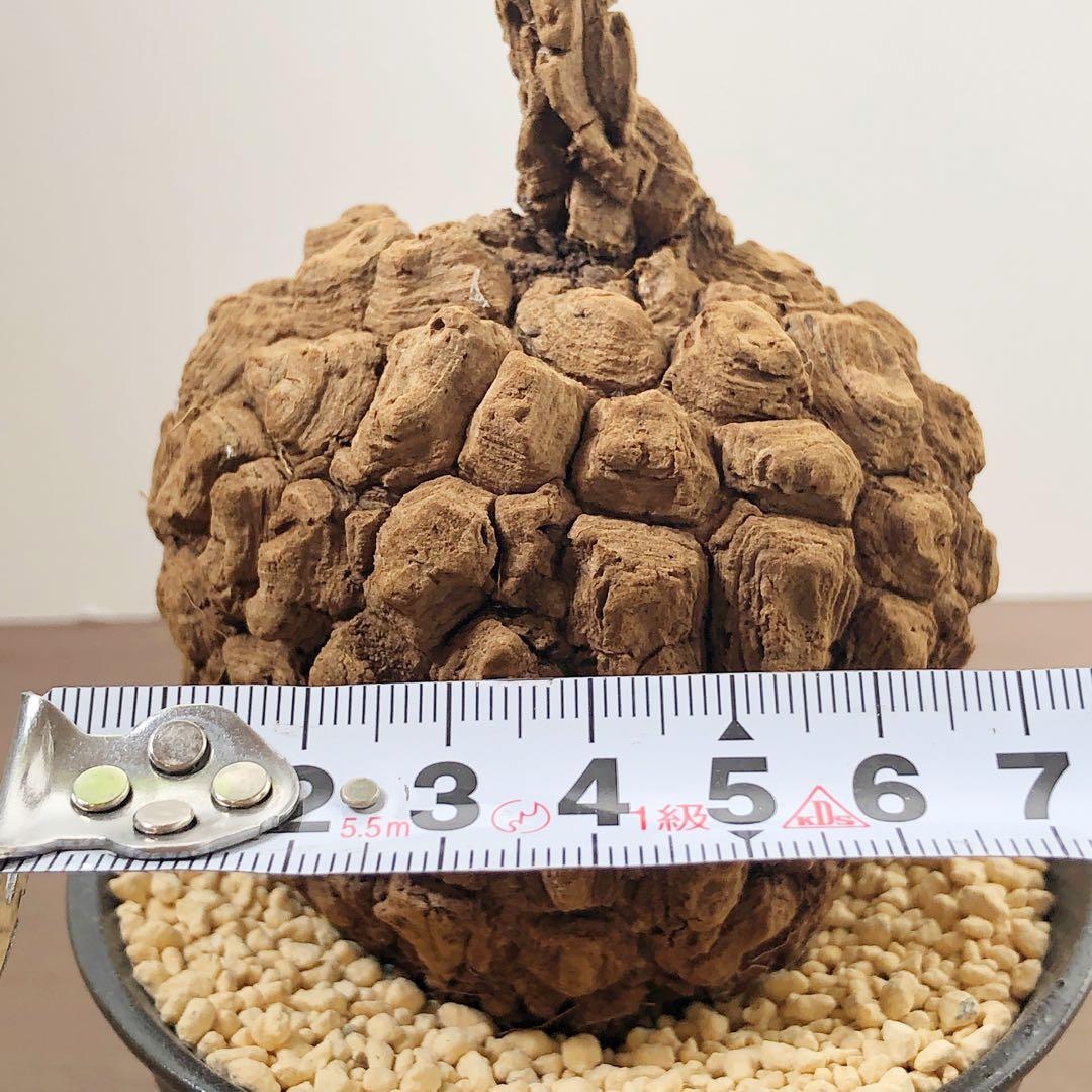 美株•レア　ステファニア スベローサ　塊根植物