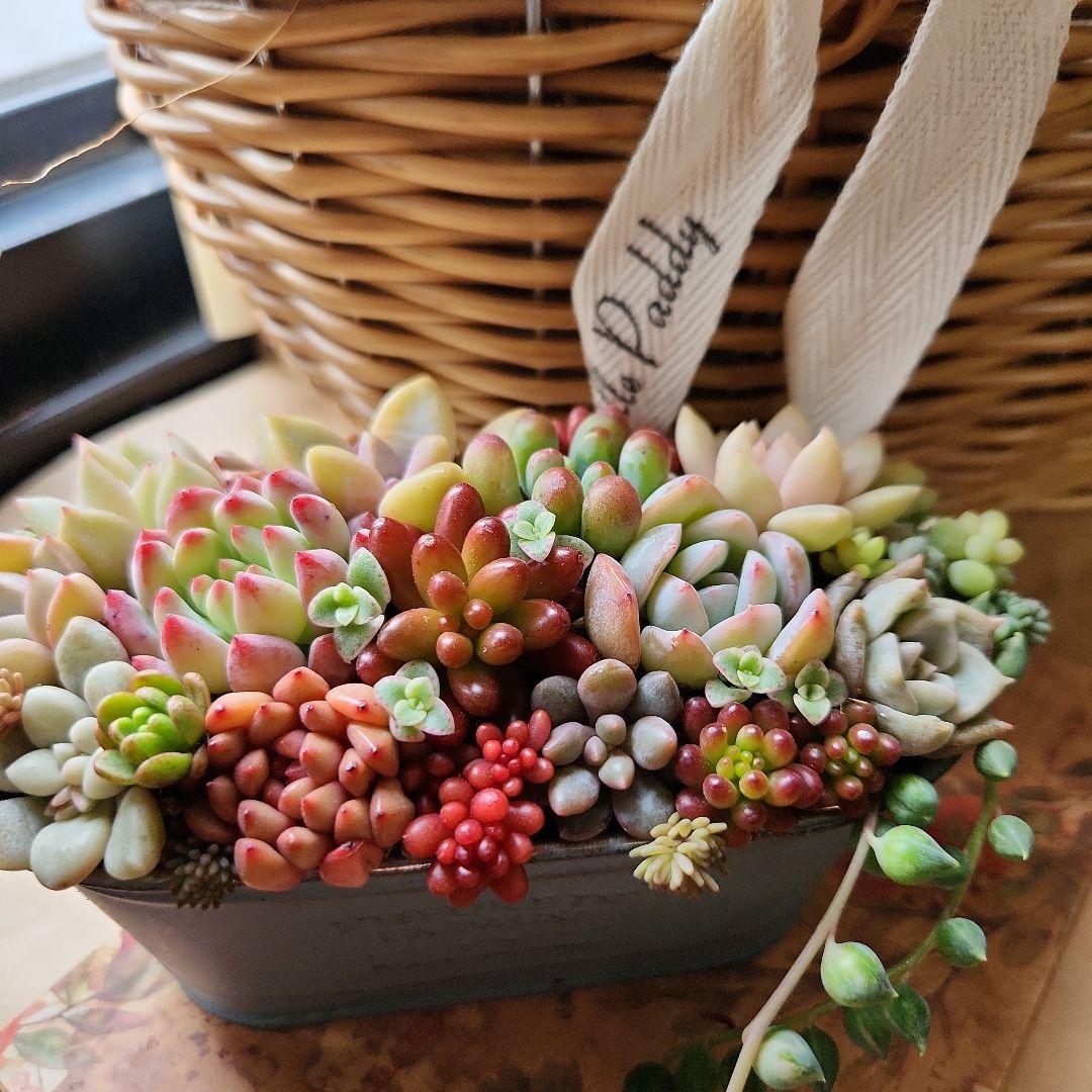 多肉植物寄せ植え　そのまま飾れる　大きなバスケット　おまけ付き♡