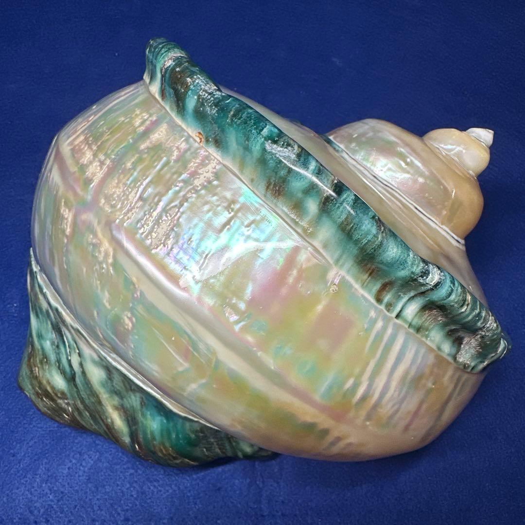 大型　夜光貝　真珠磨き　インテリア　　　　　　飾り物　　アクセサリー　オブジェ
