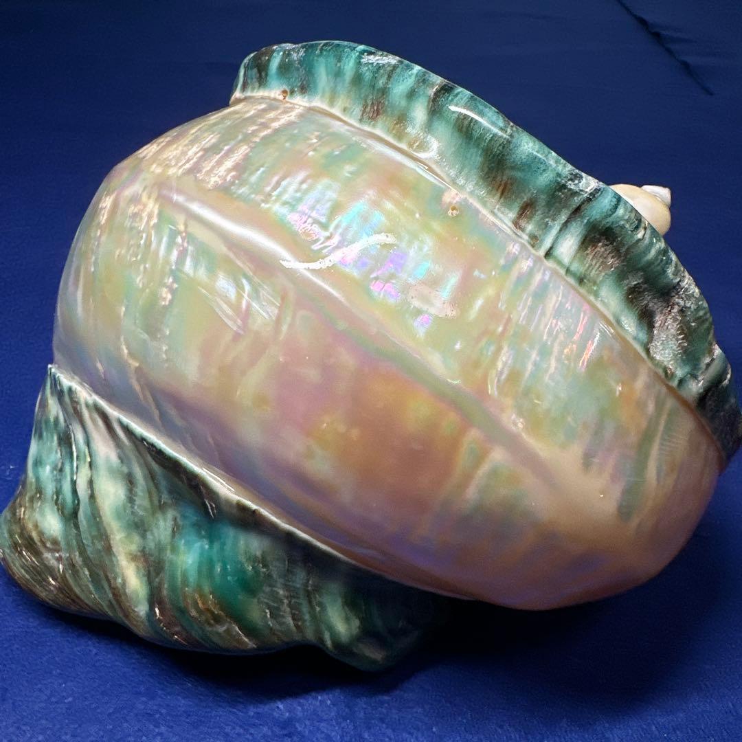 大型　夜光貝　真珠磨き　インテリア　　　　　　飾り物　　アクセサリー　オブジェ
