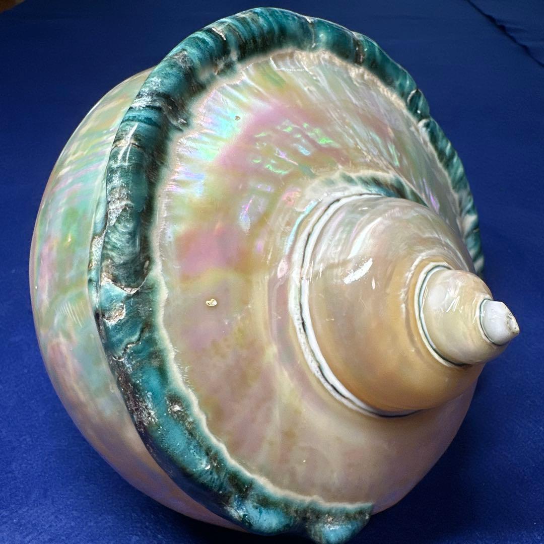大型　夜光貝　真珠磨き　インテリア　　　　　　飾り物　　アクセサリー　オブジェ