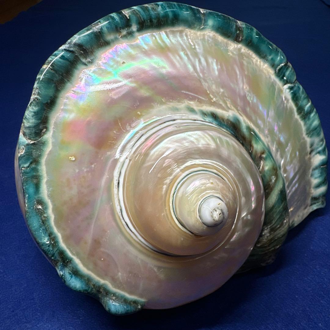 大型　夜光貝　真珠磨き　インテリア　　　　　　飾り物　　アクセサリー　オブジェ