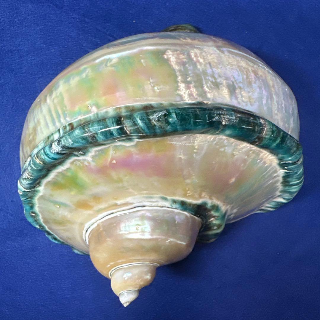 大型　夜光貝　真珠磨き　インテリア　　　　　　飾り物　　アクセサリー　オブジェ