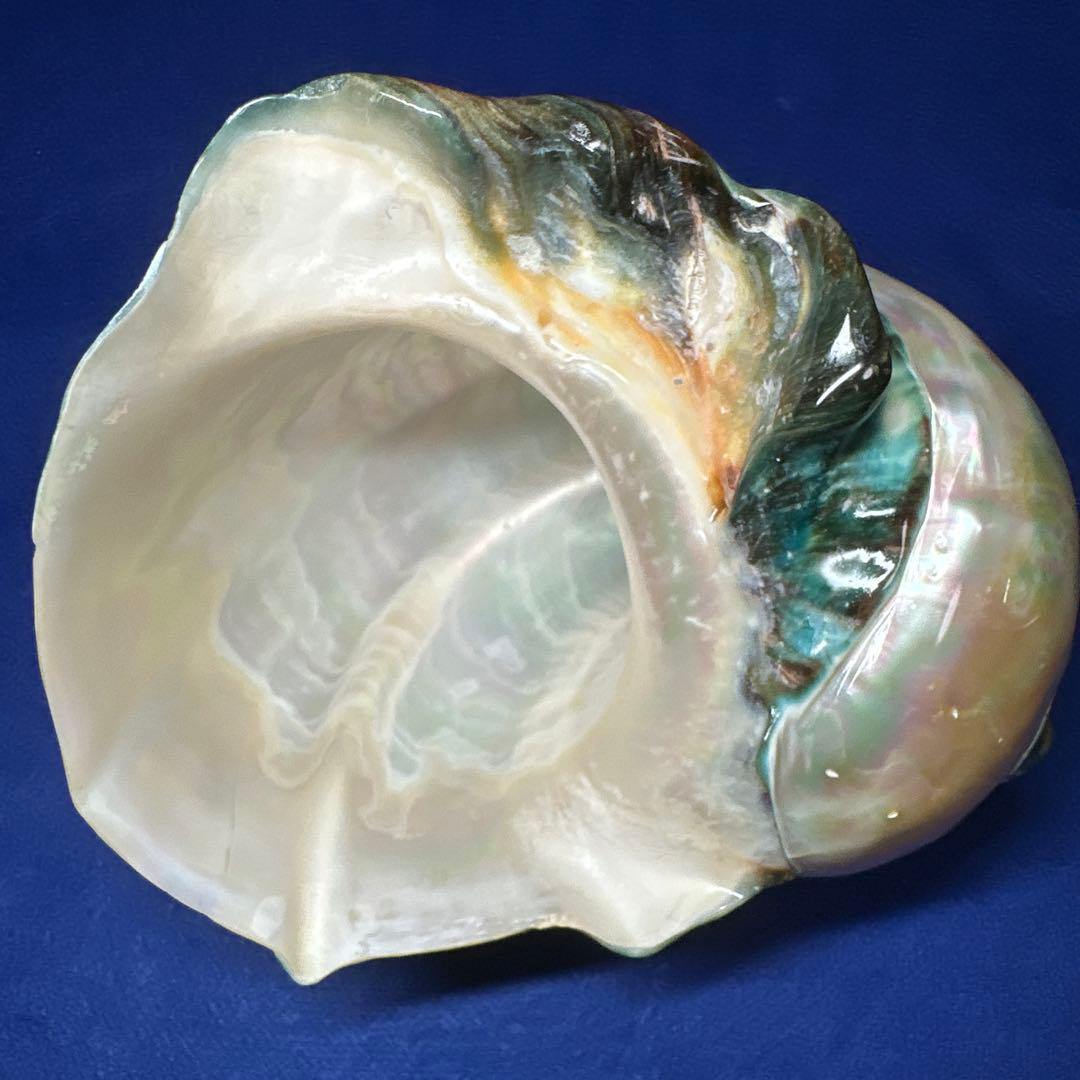 大型　夜光貝　真珠磨き　インテリア　　　　　　飾り物　　アクセサリー　オブジェ