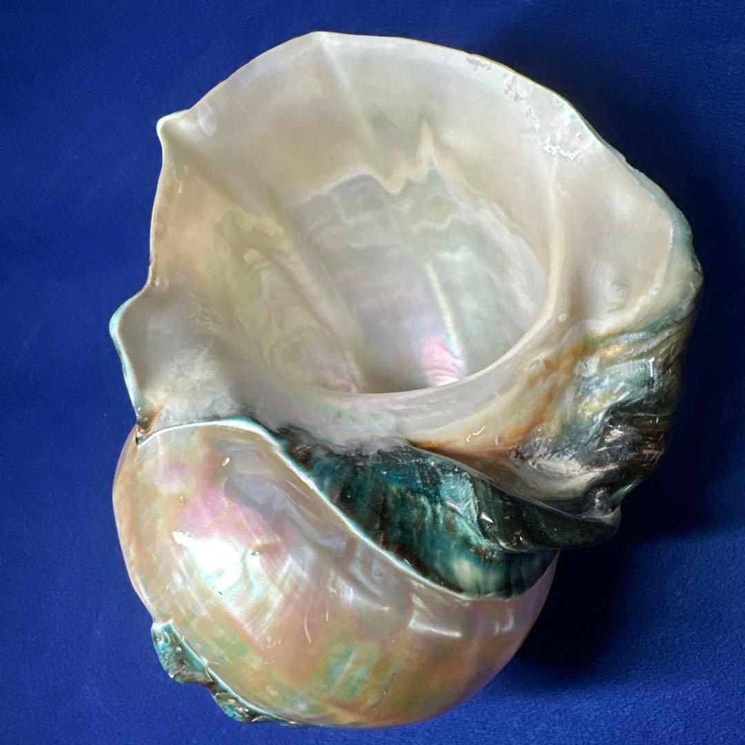 大型　夜光貝　真珠磨き　インテリア　　　　　　飾り物　　アクセサリー　オブジェ