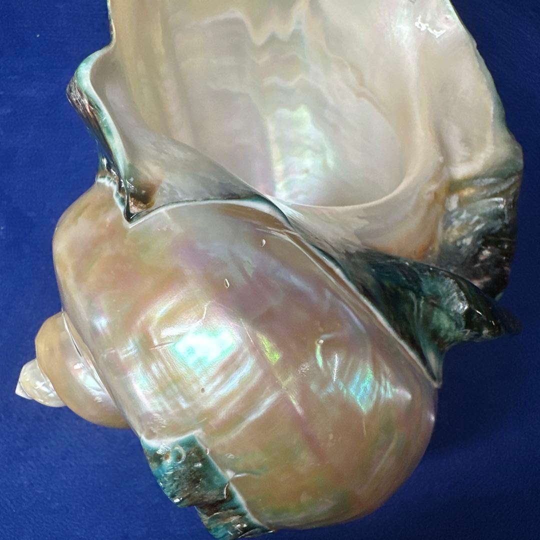 大型　夜光貝　真珠磨き　インテリア　　　　　　飾り物　　アクセサリー　オブジェ