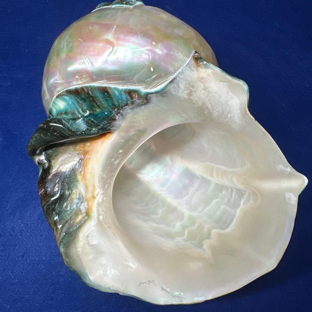大型　夜光貝　真珠磨き　インテリア　　　　　　飾り物　　アクセサリー　オブジェ
