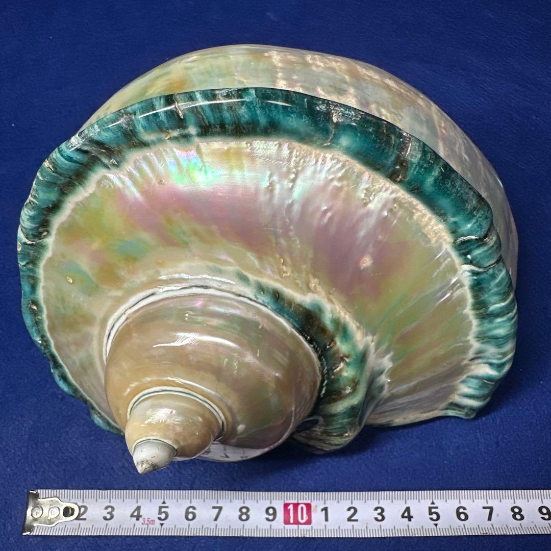 大型　夜光貝　真珠磨き　インテリア　　　　　　飾り物　　アクセサリー　オブジェ