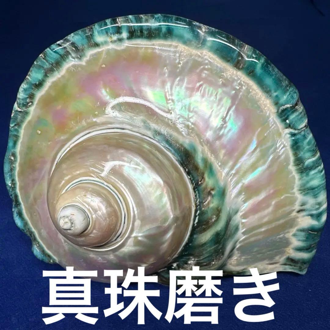 大型　夜光貝　真珠磨き　インテリア　　　　　　飾り物　　アクセサリー　オブジェ