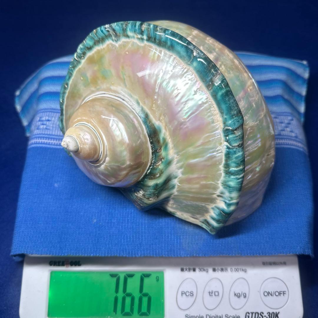 大型　夜光貝　真珠磨き　インテリア　　　　　　飾り物　　アクセサリー　オブジェ