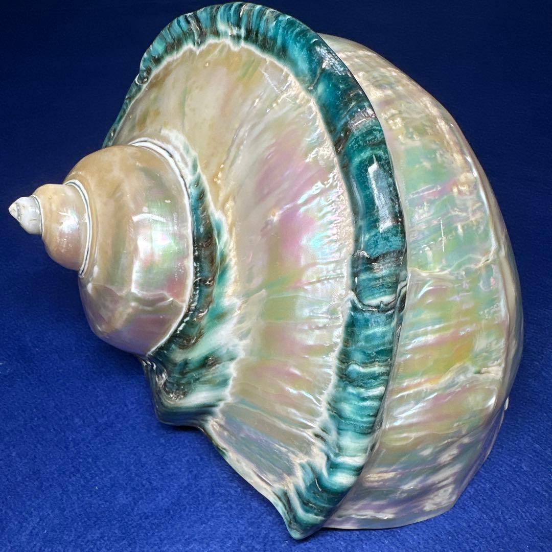 大型　夜光貝　真珠磨き　インテリア　　　　　　飾り物　　アクセサリー　オブジェ