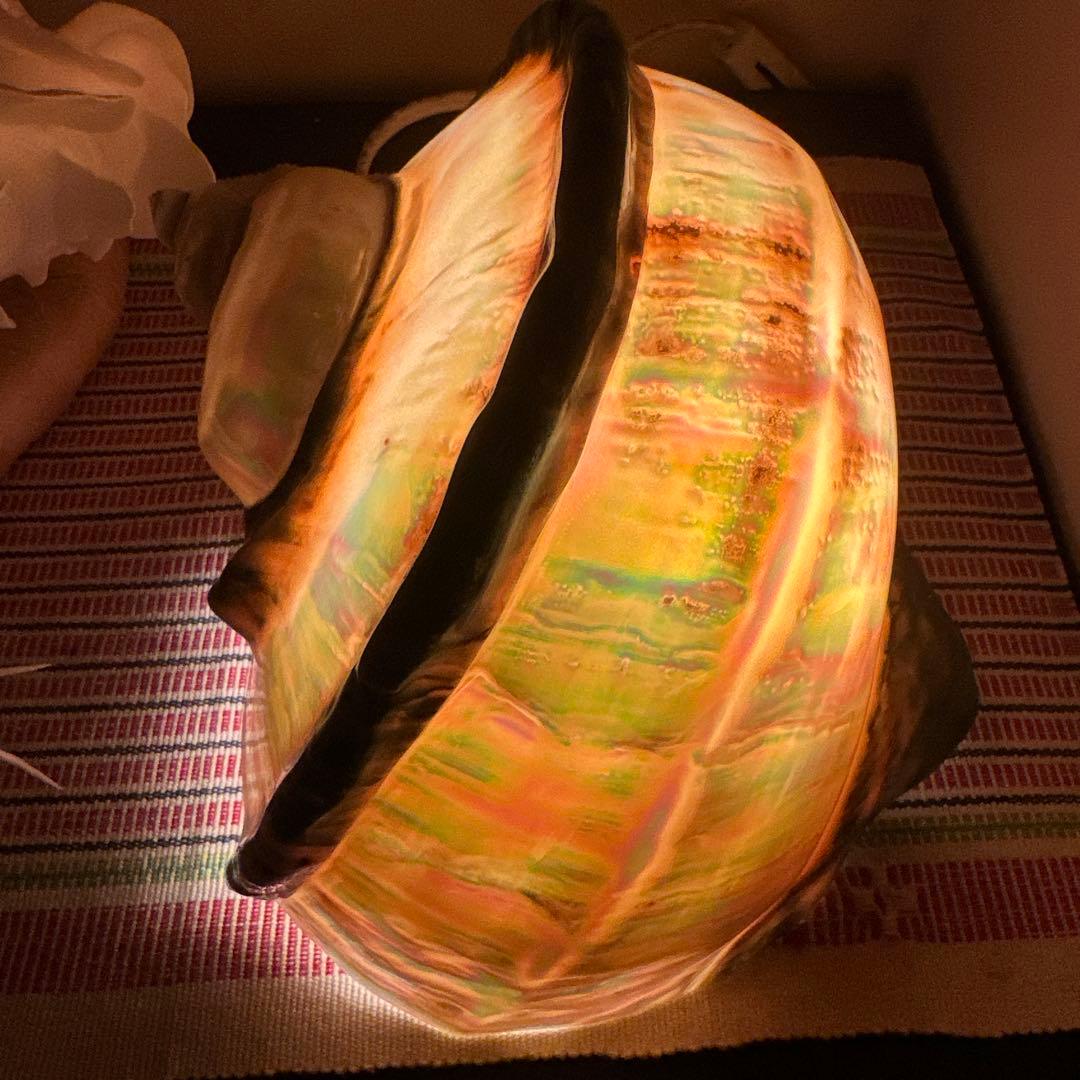 大型　夜光貝　真珠磨き　インテリア　　　　　　飾り物　　アクセサリー　オブジェ