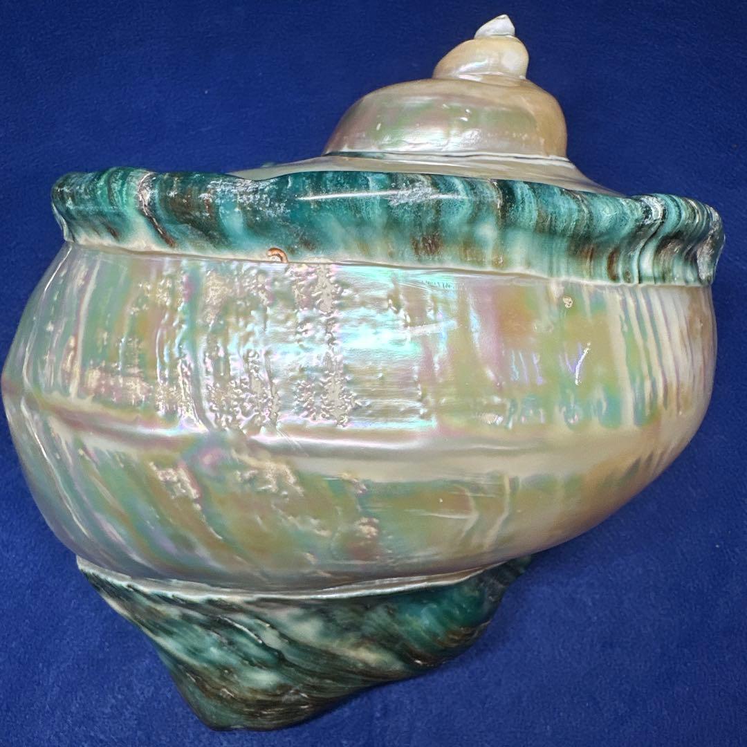 大型　夜光貝　真珠磨き　インテリア　　　　　　飾り物　　アクセサリー　オブジェ