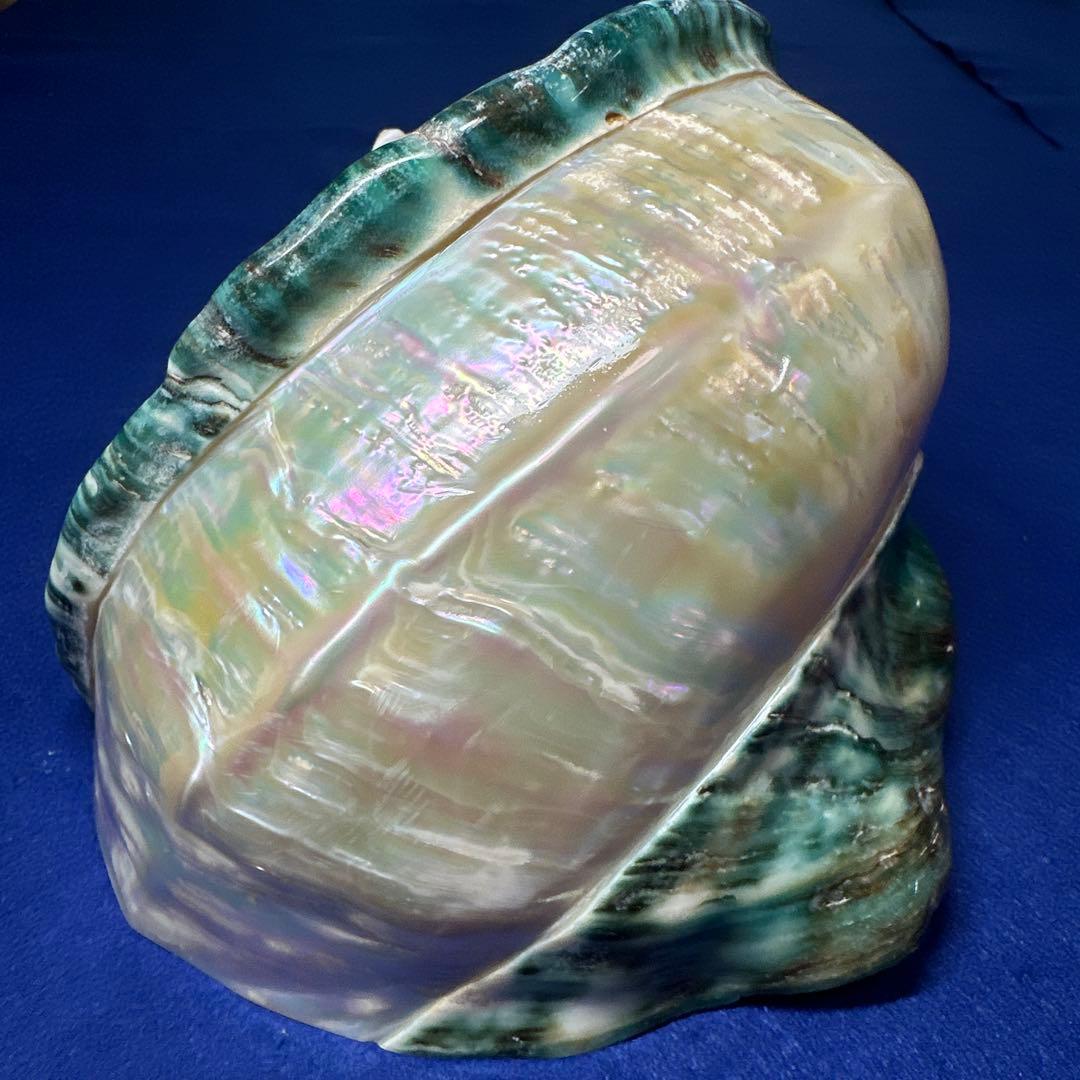 大型　夜光貝　真珠磨き　インテリア　　　　　　飾り物　　アクセサリー　オブジェ