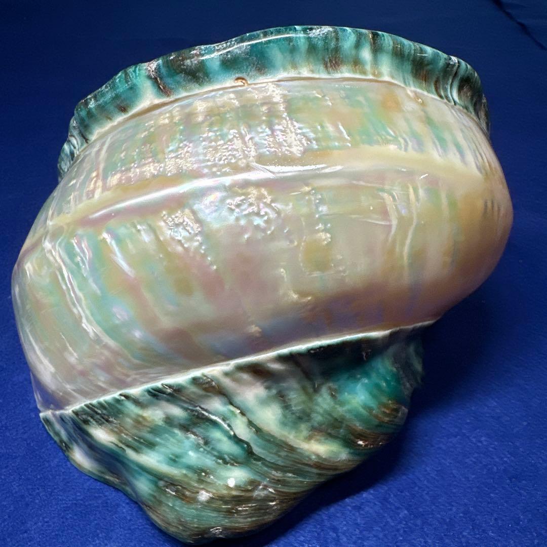 大型　夜光貝　真珠磨き　インテリア　　　　　　飾り物　　アクセサリー　オブジェ