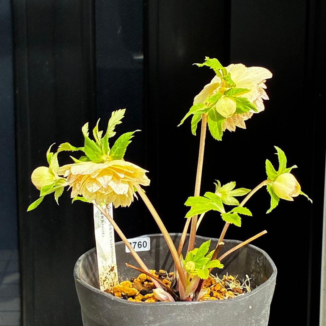 3760 ☘️タグ付☘️オーレア⭐️芳香⭐️フサフサ立体花弁⭐️かすり⭐️小〜中輪⭐️加藤農園