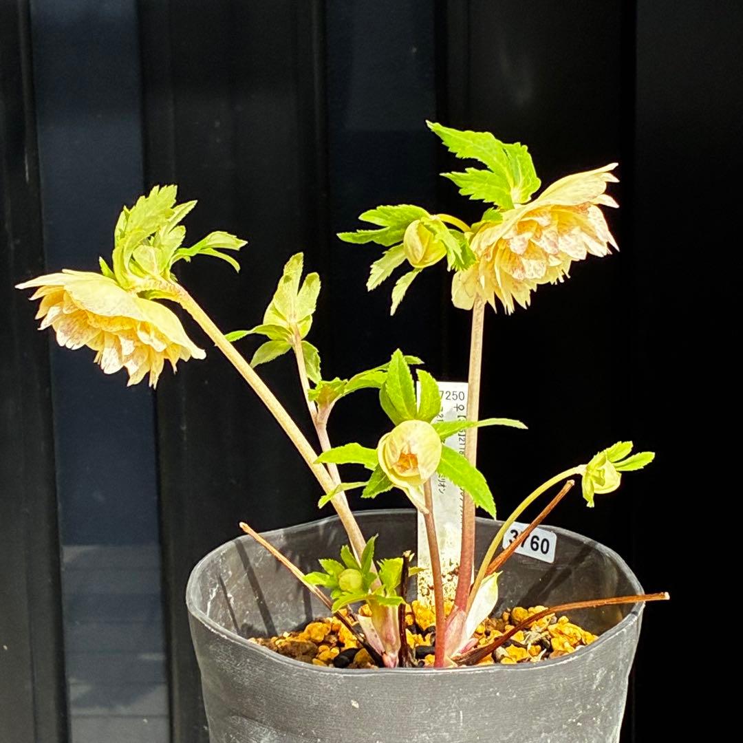 3760 ☘️タグ付☘️オーレア⭐️芳香⭐️フサフサ立体花弁⭐️かすり⭐️小〜中輪⭐️加藤農園