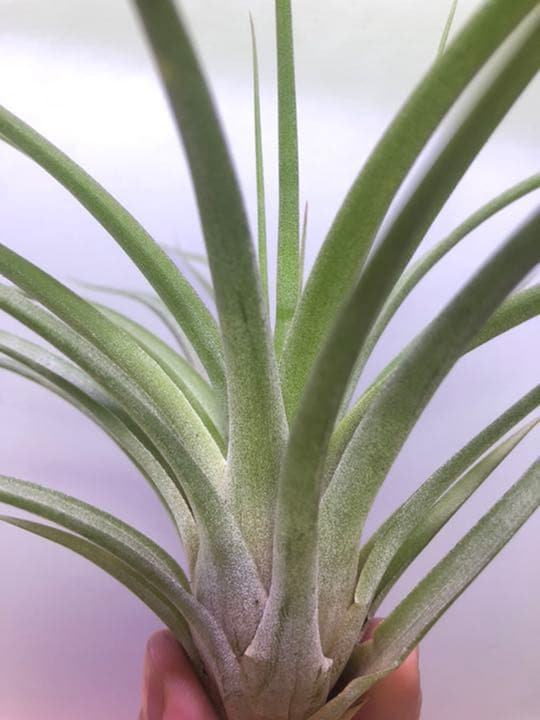 ヘドロ沼 様　ご確認用　イオナンタ バンハイニンギー×ハリスコモンティコラ①〜②