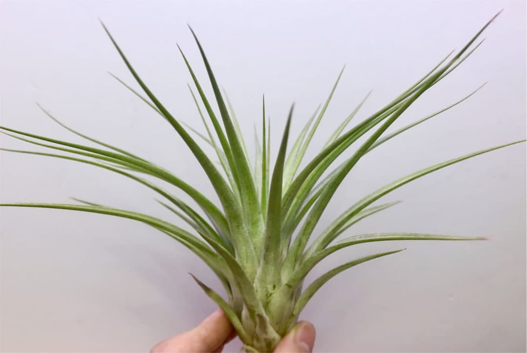 ヘドロ沼 様　ご確認用　イオナンタ バンハイニンギー×ハリスコモンティコラ①〜②