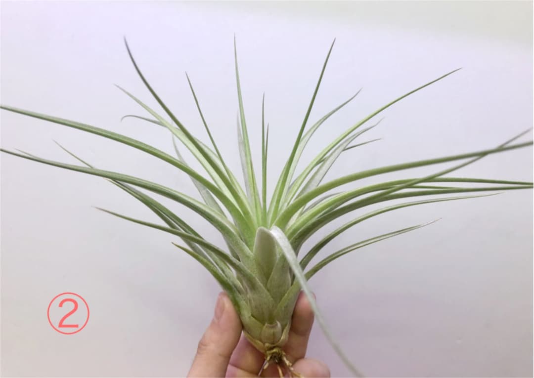 ヘドロ沼 様　ご確認用　イオナンタ バンハイニンギー×ハリスコモンティコラ①〜②