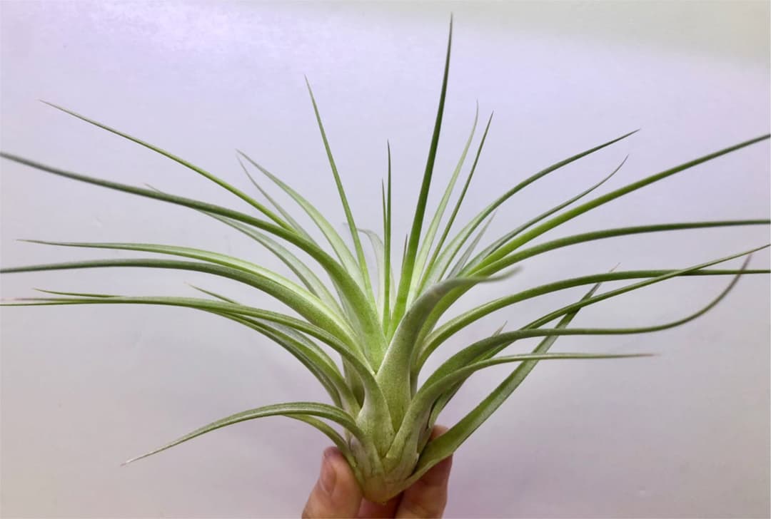 ヘドロ沼 様　ご確認用　イオナンタ バンハイニンギー×ハリスコモンティコラ①〜②