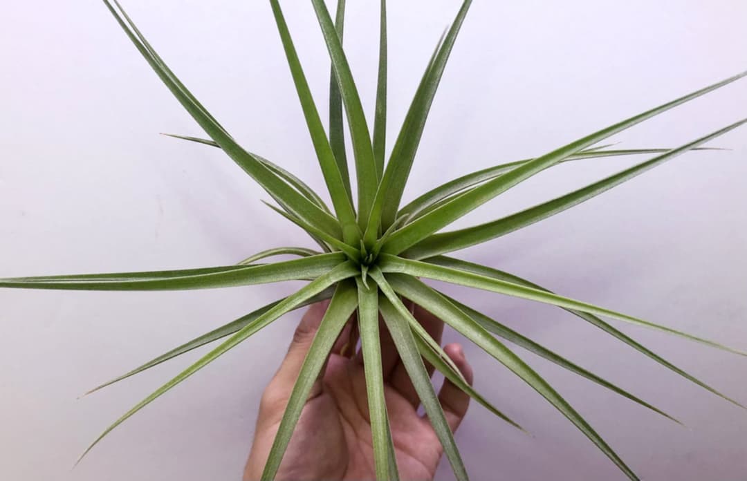 ヘドロ沼 様　ご確認用　イオナンタ バンハイニンギー×ハリスコモンティコラ①〜②