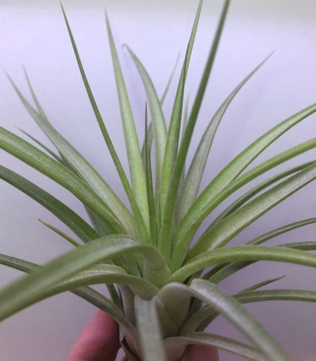 ヘドロ沼 様　ご確認用　イオナンタ バンハイニンギー×ハリスコモンティコラ①〜②