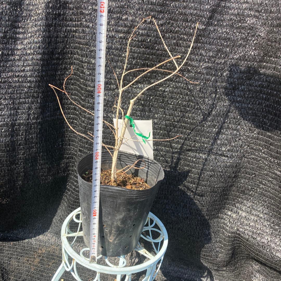 ①*:ஐ果実は水晶の様に美しい！*:ஐフルーツザクロ・苗木【白実】苗・5号