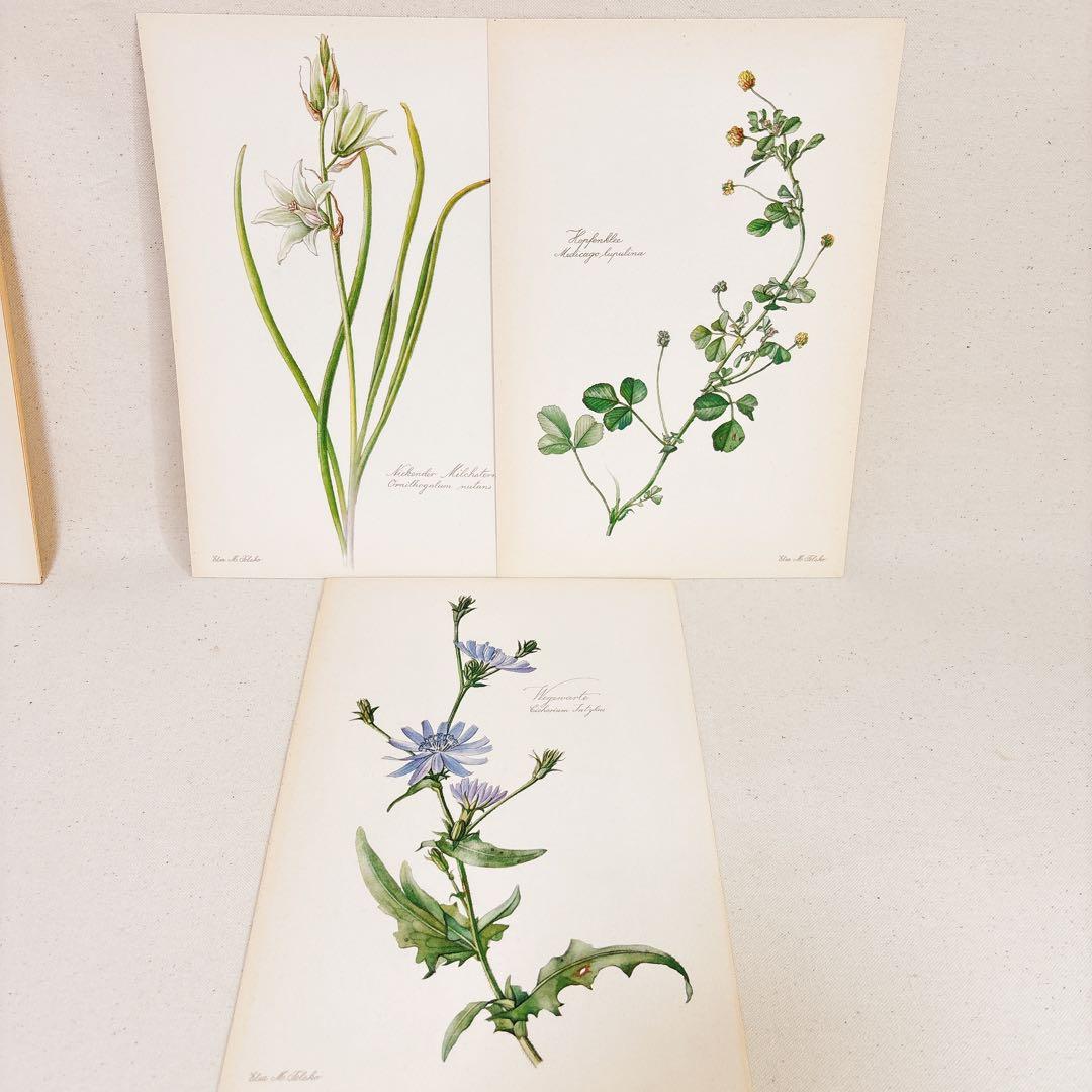⑨ 美しい植物画 プレート15枚 1952年 Elsa Felsko