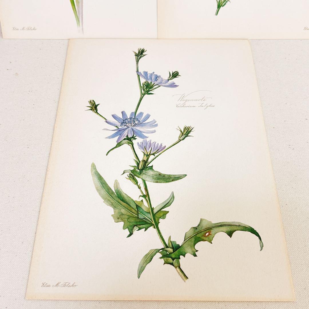 ⑨ 美しい植物画 プレート15枚 1952年 Elsa Felsko