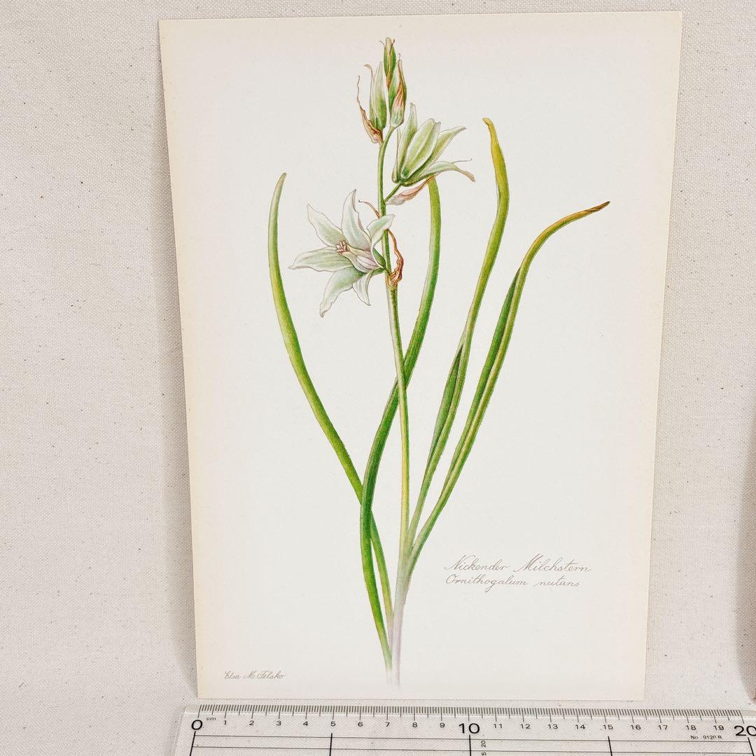 ⑨ 美しい植物画 プレート15枚 1952年 Elsa Felsko