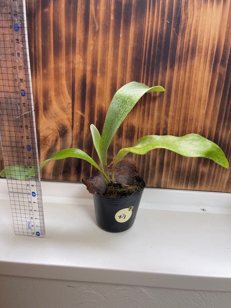 ビカクシダ5株セットＦ