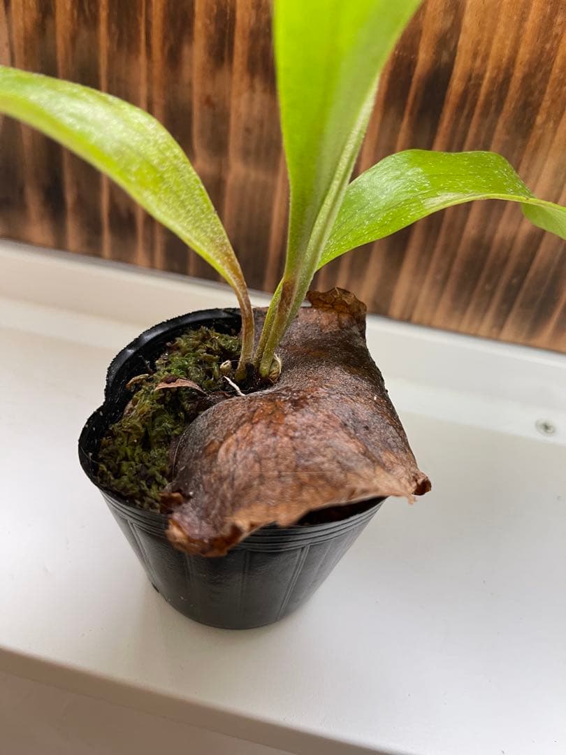 ビカクシダ5株セットＦ