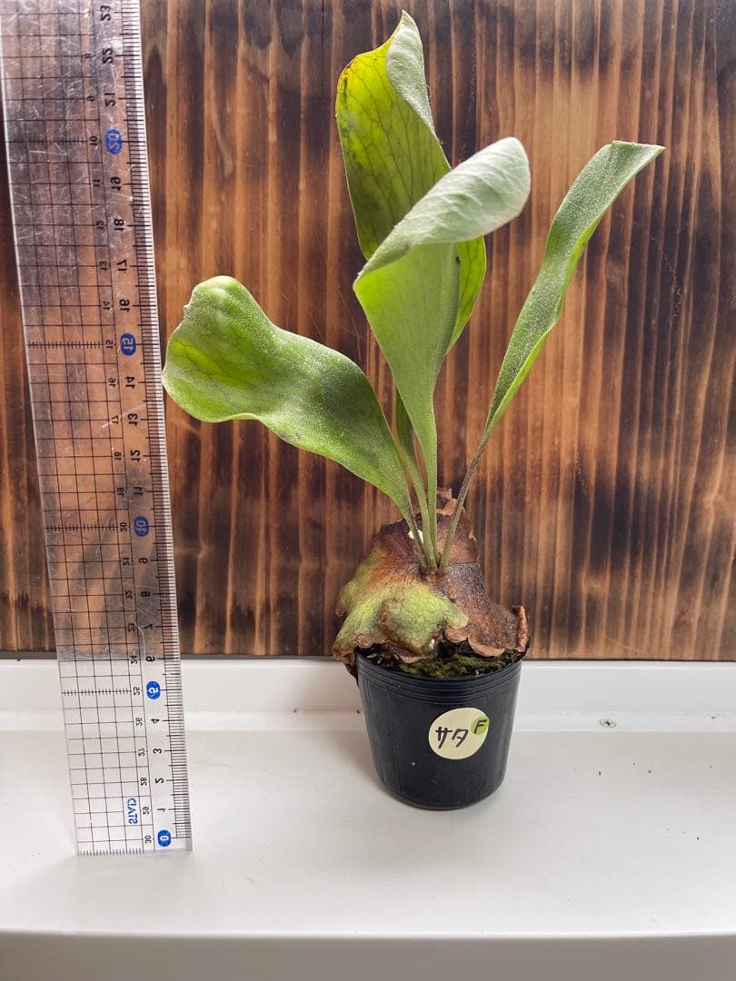 ビカクシダ5株セットＦ