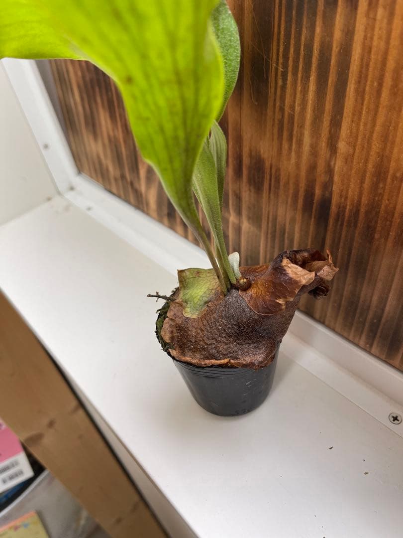 ビカクシダ5株セットＦ